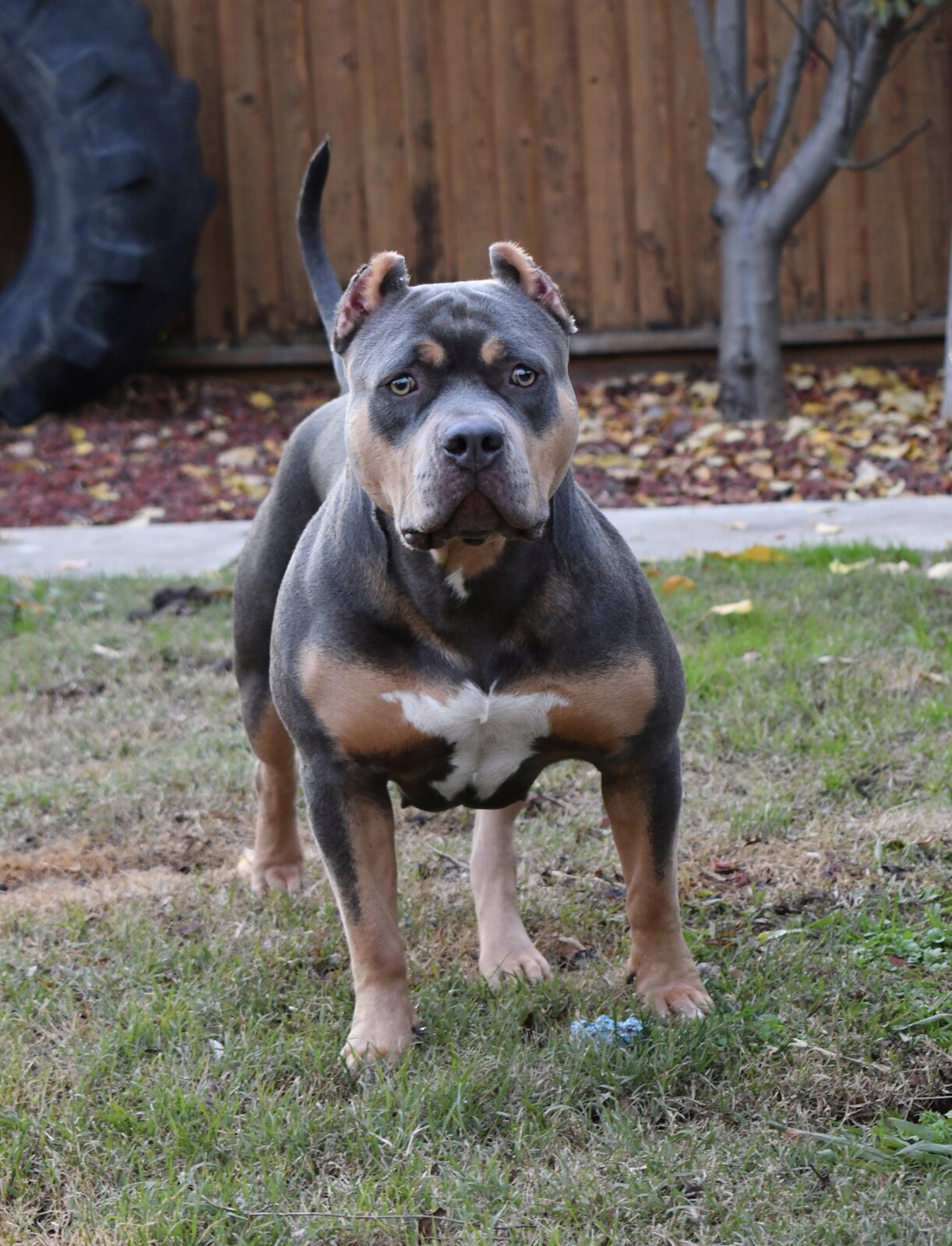 Stella